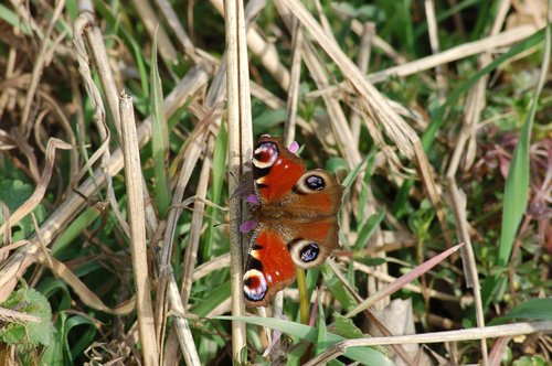 butterfly  ali  insects