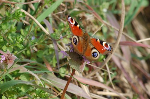 butterfly  ali  insects