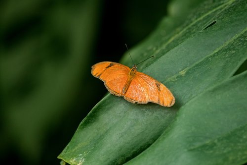 butterfly  insect  exotic