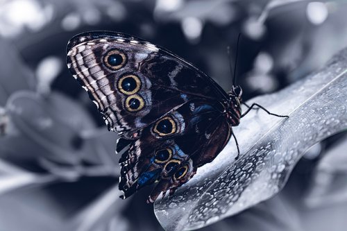 butterfly  ice  black