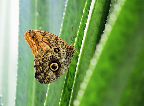 butterfly  detail  cactus