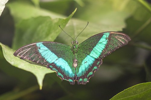 butterfly  wings  green