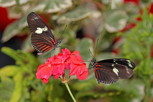 butterfly  flower  insect