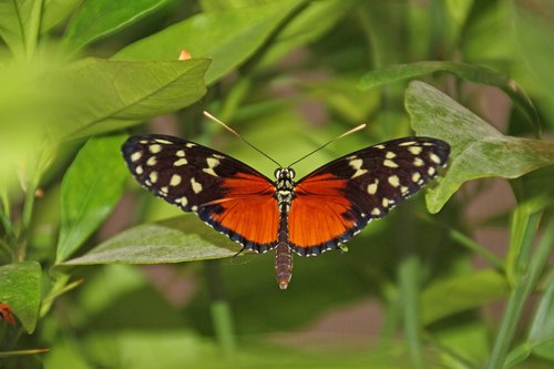 butterfly  wing  animal