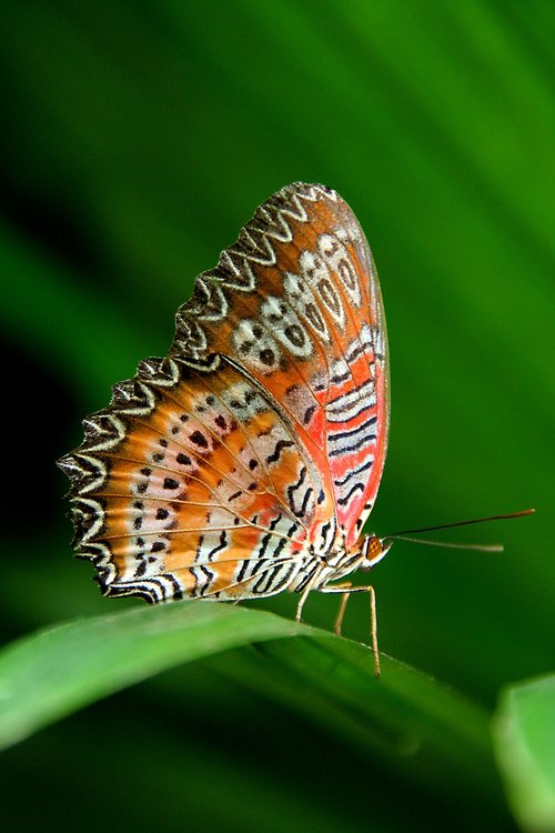 butterfly  nature  summer