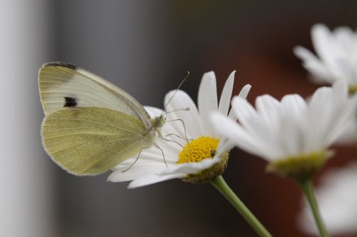 butterfly white large cabbage white ling