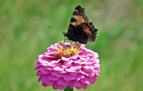 butterfly  insect  flower