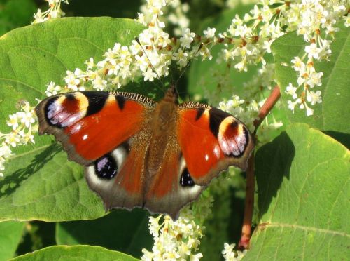 butterfly nature flower