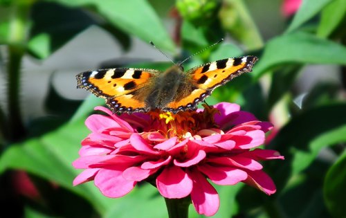 butterfly  insect  flower