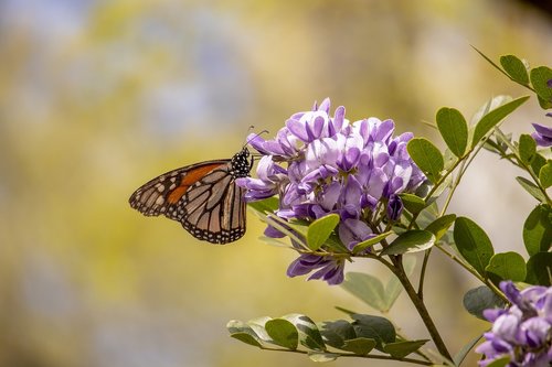 butterfly  flower  texas mountain laurel