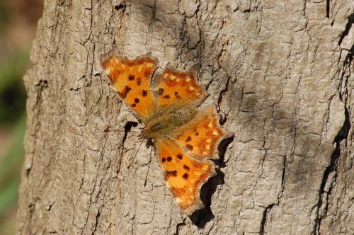 butterfly  insect  butterflies