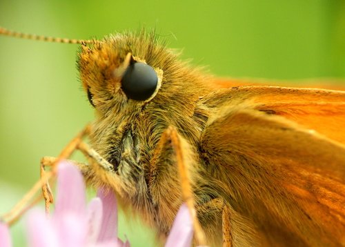 butterfly  skipper  insect