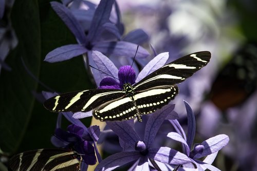 butterfly  insect  animal
