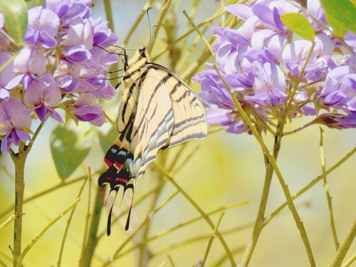 butterfly  natural  yellow