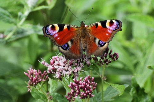 butterfly  slovakia  nature