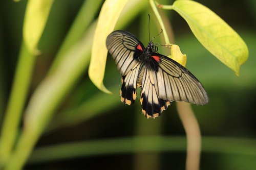 butterfly  fauna  insects