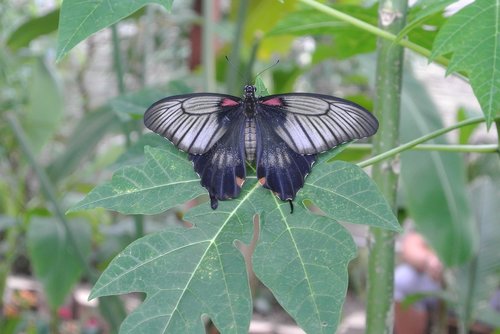 butterfly  dark  insect