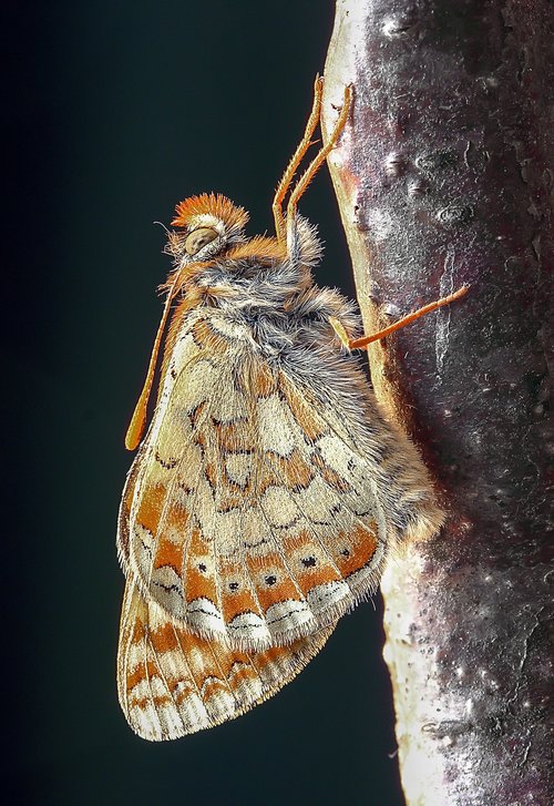 butterfly  marsh-fritillary  wings