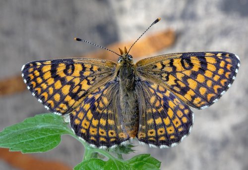 butterfly  glanville-fritillary  wings