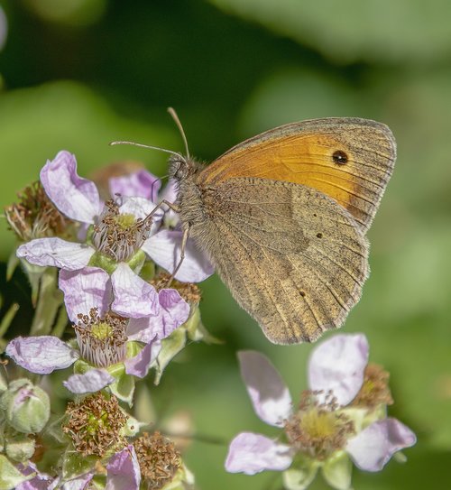 butterfly  meadow-brown  insect