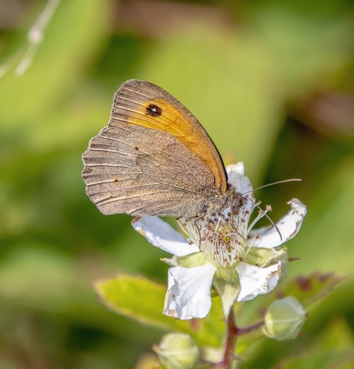 butterfly  meadow-brown  insect
