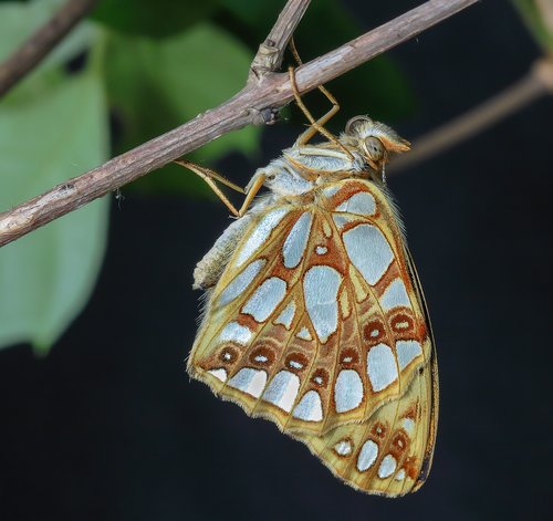 butterfly  queen- of- spain-fritillary  wings