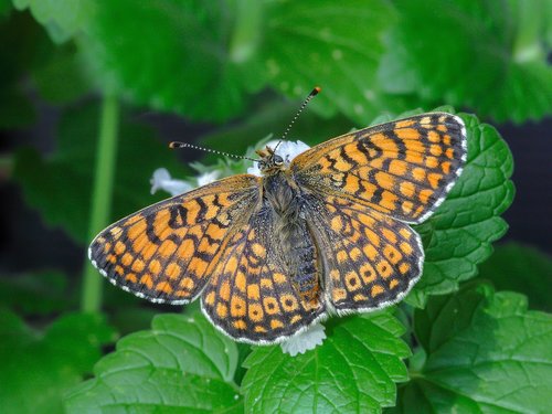 butterfly  glanville-fritillary  wings