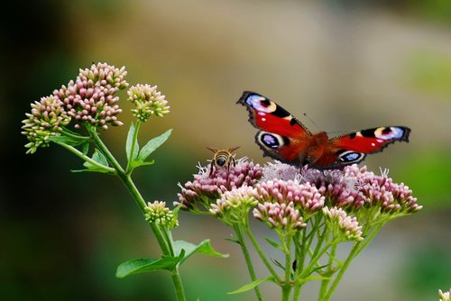 butterfly  flower  nature