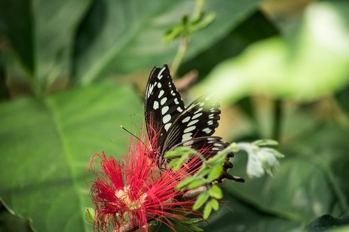 butterfly  animal  animal world