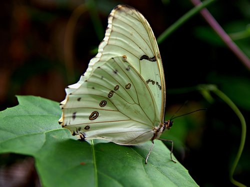 butterfly  butterflies  white