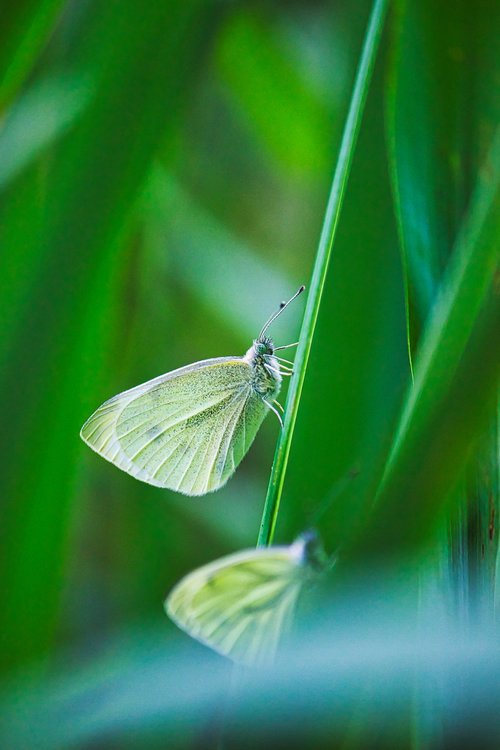 butterfly  reed  pond