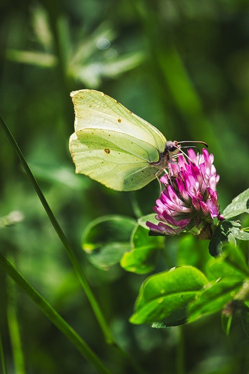 butterfly  flower  meadow