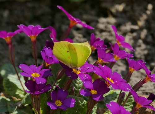 butterfly  yellow  insect