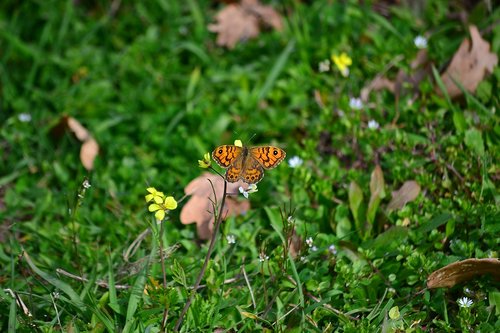 butterfly  flower  green