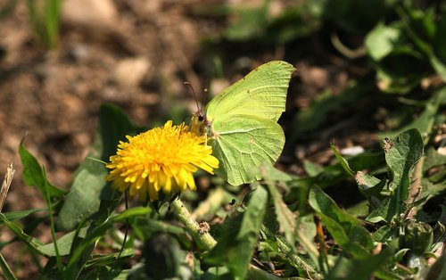 butterfly  lemon  insects