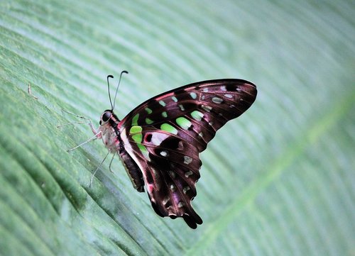 butterfly  tropical  the exotic