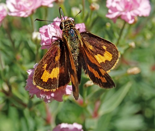 butterfly  insect  flowers