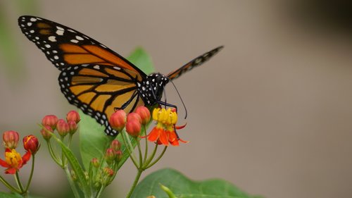 butterfly  nature  animals