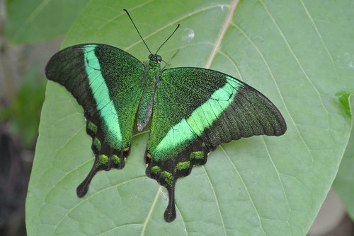 butterfly  green  insect