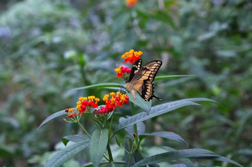 butterfly  summer  nature