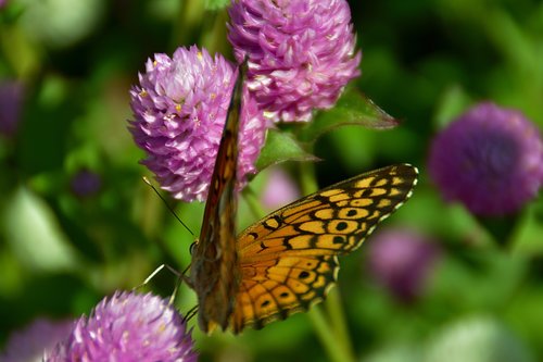 butterfly  flower  butterflies