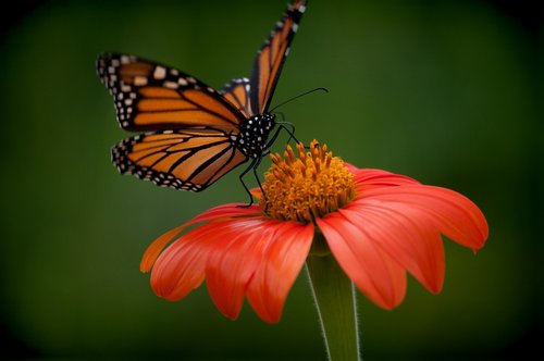 butterfly  flower  orange