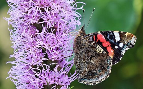 butterfly nature summer