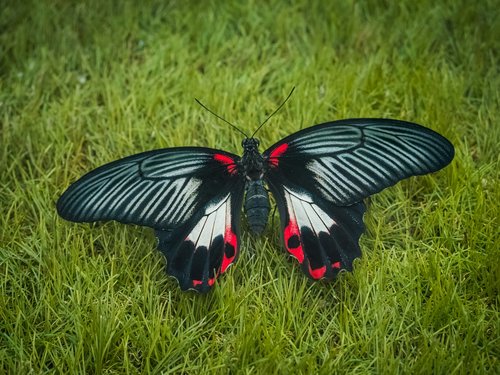 butterfly  animal  colorful