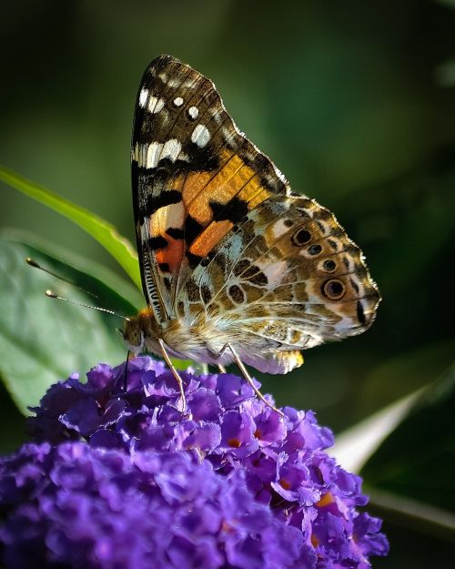 butterfly insect wildlife