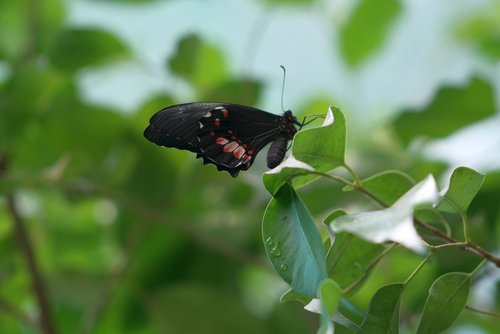 butterfly  black  animal