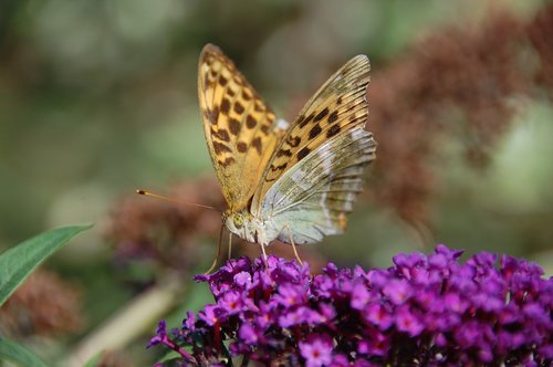 butterfly  buddleja davidii  purple