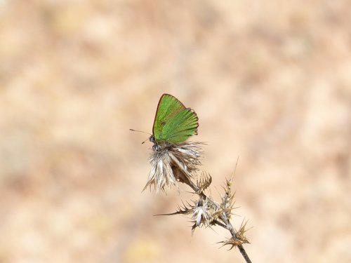 butterfly  green  shimmering