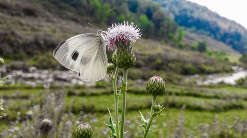 butterfly  insect  animal