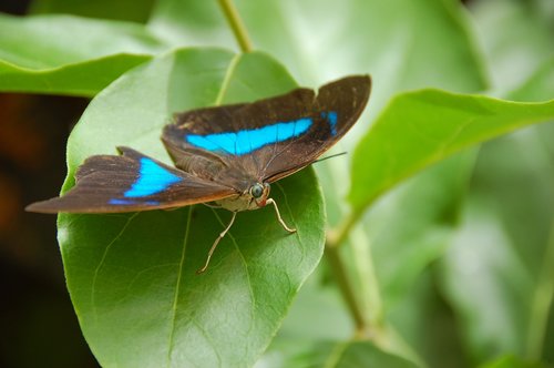 butterfly  blue  insect